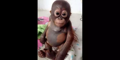 Budi, le petit orang-outan sauvé d'une mort certaine