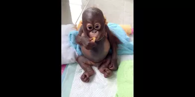 Budi, le petit orang-outan sauvé d'une mort certaine