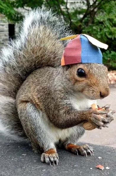 Etats Unis Drole De Rentree Pour Sneezy L Ecureuil Deguise