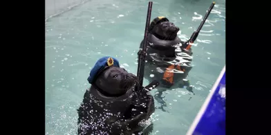 En Russie, même les phoques sont patriotes