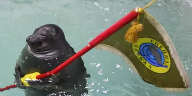 En Russie, même les phoques sont patriotes