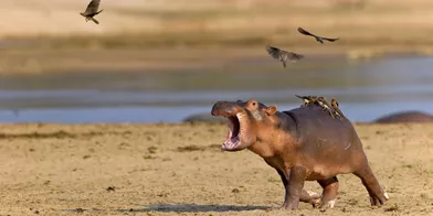 L'hippopotame qui faisait fuir les oiseaux
