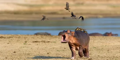 L'hippopotame qui faisait fuir les oiseaux