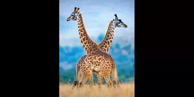 La danse des girafes