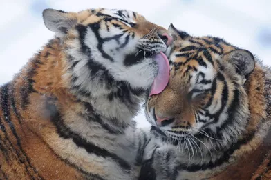 la majeste des tigres de siberie