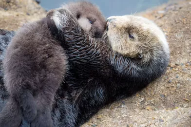 La Maman Loutre Jamais Sans Son Petit