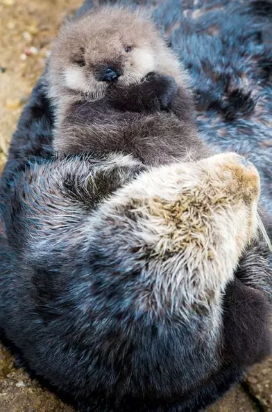 La Maman Loutre Jamais Sans Son Petit