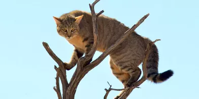 En Afrique Du Sud Le Chat Perche Echappe Au Caracal