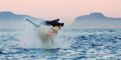 Le grand requin blanc berné par un faux phoque