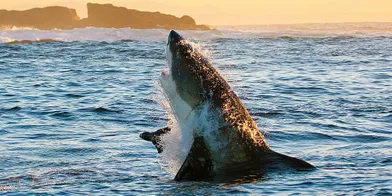 Le grand requin blanc berné par un faux phoque