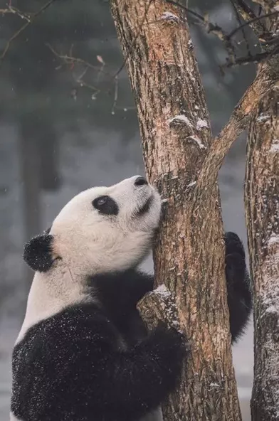 Les acrobaties de Meng Meng le panda géant