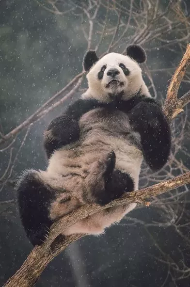 Les acrobaties de Meng Meng le panda géant