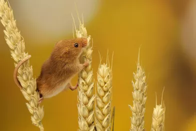 Les Acrobaties Du Mulot