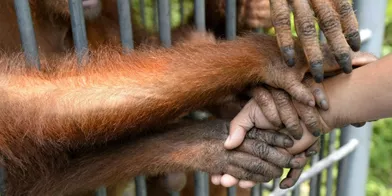 Les orang-outans victimes de la déforestation 