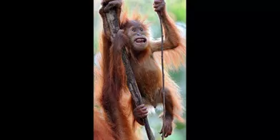Les orang-outans victimes de la déforestation 