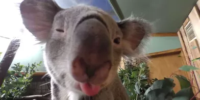 Les selfies des animaux du zoo d'Edimbourg