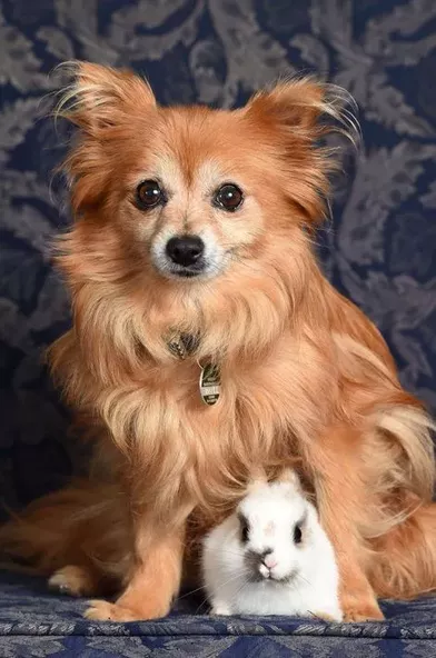 Loulou De Pomeranie Et Bebe Lapin Maggie Et Penny Les Inseparables