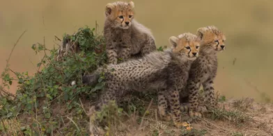 Moment de tendresse pour les jeunes guépards
