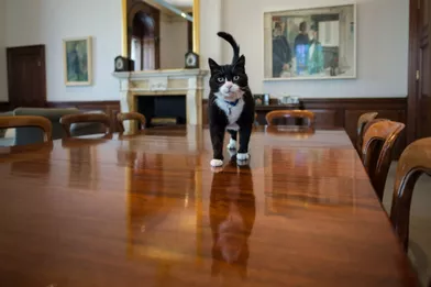 Non, le chat du secrétaire d’Etat n’est pas un espion