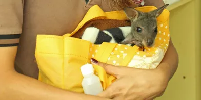 Pip l'adorable petit wallaby élevé à la main