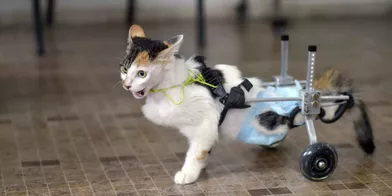 Protheses Roues Nbsp Quand La Science Vient En Aide Aux Animaux