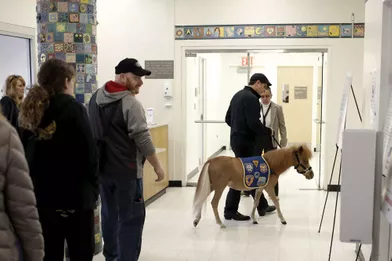 Un mini cheval pour aider les personnes hospitalisées