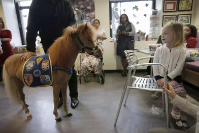 Un mini cheval pour aider les personnes hospitalisées