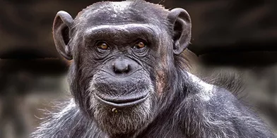 Attribuez une à cinq étoiles aux diaporamas Animal Story de la semaine:Moment de tendresse pour les jeunes guépards :Au Kenya, dans la réserve du Masai Mara,Iris Braun a capturé les images d'un moment de tendresse entre une guépard femelle et ses petits.Le chimpanzé souriant prend la pose : Un visiteur du zoo deZacango, au Mexique, a capturé le bel instant où un chimpanzé prend la pose et sourit.Les caïmans colorés d'Andrew McGibbon :Le photographe Andrew McGibbon a imaginé une séance photo dont les stars seraient des caïmans à lunettes.Festin sanglant pour le crocodile du Nil :Un crocodile du Nil a été photographié en train d’attaquer un zèbre dans la réserve nationale du Masai Mara au Kenya.Le brâme du cerf immortalisé :Un photographe a réussi à capturer les instants où les cerfs se mettent à brâmer au petit matin.Le héron fait fuir le canard :Le photographe Christopher Schlaf a immortalisé l’instant où un grand héron fait fuir un canard.Splendeurs et misères de la nature africaine :Le photographe britannique Gary Roberts a immortalisé une série de clichés bouleversants, montrant toute la beauté et toute l'horreur de la nature africaine.Le chant du lézard à collerette :Tranquillement installé sur une branche, ce lézard n’a rien de particulier. Mais lorsqu’il se sent en danger, il déploie sa collerette.Les chats stars du café :Dans le quartier new-yorkais de Brooklyn, les consommateurs se pressent au Cat’s Meow, un café à chats qui leur permet de rester avec les félins pendant une demi-heure.Les termites photographient un puma :Le photographe animalier Jeff Cremer pensait que son appareil photo n’était pas récupérable.La petite lionne coincée dans une branche : En pleine escalade sur un arbre, elle s’est coincée une griffe dans une branche.Pip l'adorable petit wallaby élevé à la main :Au lieu de finir sa croissance dans la poche de sa mère, le petit marsupial a dû être élevé dans un sac en coton, et nourri à la main par les soigneurs du Night Safari de Singapour.
