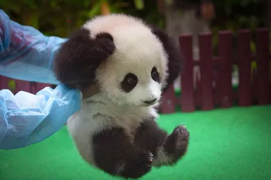 Un Nouveau Bebe Panda Est Ne Au Zoo De Kuala Lumpur