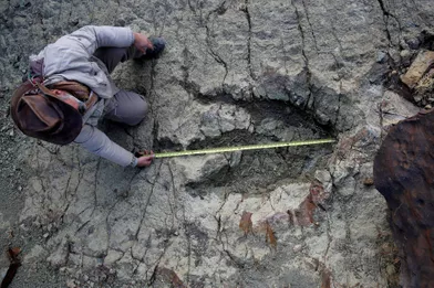 "C’est la plus grosse empreinte de dinosaure jamais découverte"