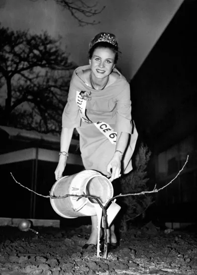 Jeanne Beck, Miss France 1967, baptise avec du lait frais un petit pommier, symbole du prochain salon de l'Agriculture à Paris, en février 1967.
