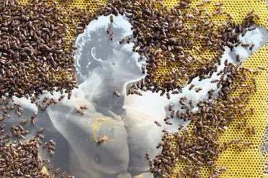 Quand les abeilles deviennent artistes