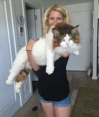 Samson Le Plus Gros Chat De New York Samson Le Plus Gros Chat De New York