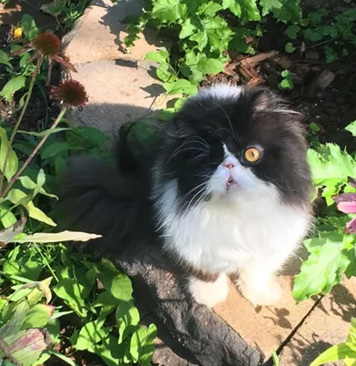 Spaghettio Le Chat Pirate Est Une Star Du Web