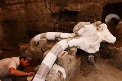 Un mammouth vieux de 14 000 ans sort de terre
