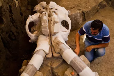 Un mammouth vieux de 14 000 ans sort de terre