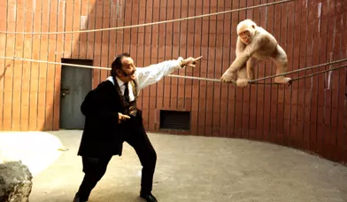En juillet 1969, Dali défie le jeune gorille albinos du zoo de Barcelone.