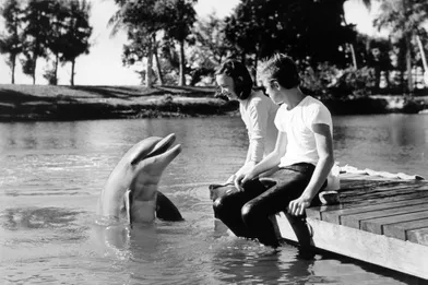 &quot;Flipper le dauphin&quot; (1964-1967)