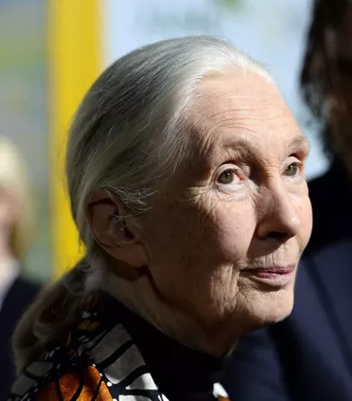 Jane Goodall (84 ans) a fondé l’institut du même nom en faveur du développement durable et de la biodiversité. Ses travaux avec les animaux furent à l’origine de nombreuses découvertes.