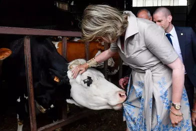 Une vache essaie de croquer les fleurs de la robe de la reine des Belges Mathilde dans le Limbourg, le 13 juin 2019