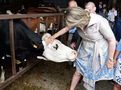 Une vache essaie de croquer les fleurs de la robe de la reine Mathilde de Belgique dans le Limbourg, le 13 juin 2019