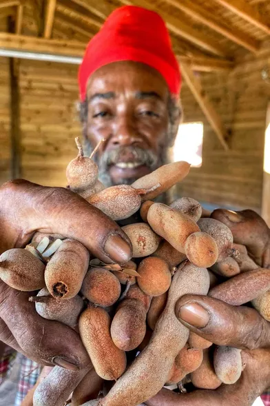 Jah-Bash agriculteur Rastafari présente sa récolte de Tamarin.
