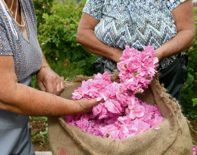 Lacueillette des roses Centifolia réalisée par Katya Laflleur. La famille Lafleur cueille les roses à Grasse depuis au moins 4 générations.