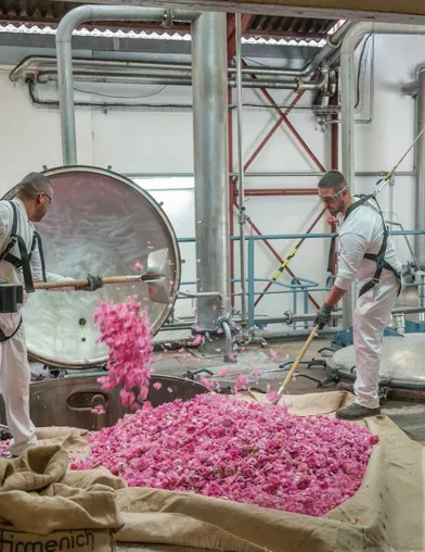 Après la cueillette, les roses sont apportées aux usines (ici chez Firmenich) et aussitôt versées dans les cuves d’extraction.