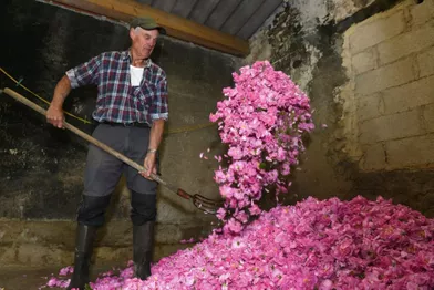 Un producteur de roses Centifolia retire l’humidité des roses fraichement cueillies.
