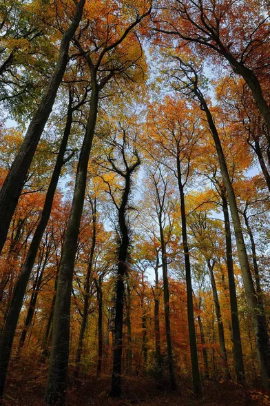 5 Forets Pour Profiter Des Balades D Automne En France