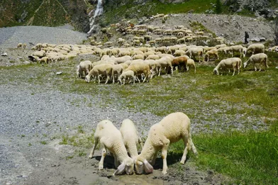 Des moutons et leur berger aperçus au détour d'une route en Italie.