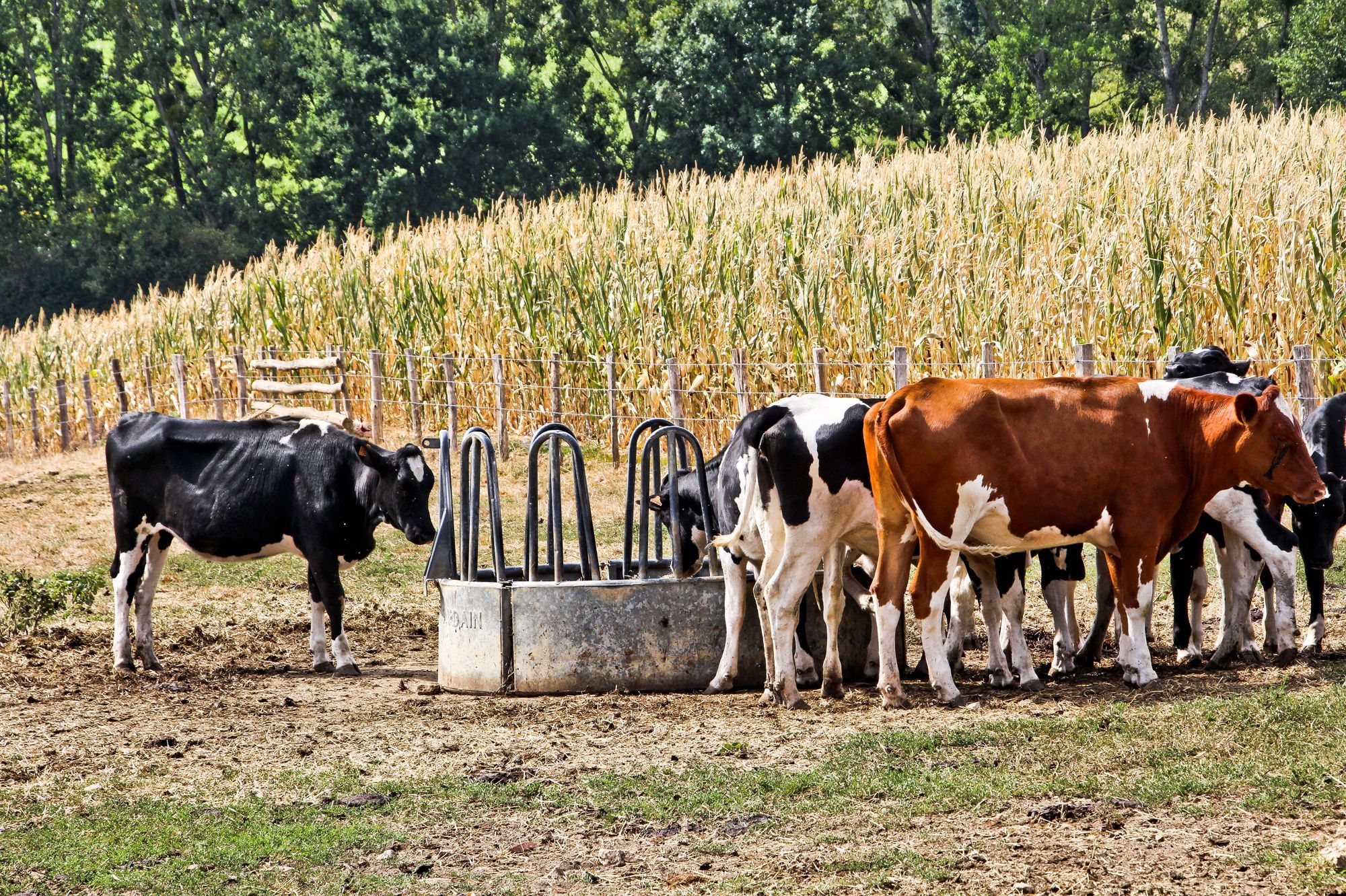 La sécheresse déboussole l'agriculture