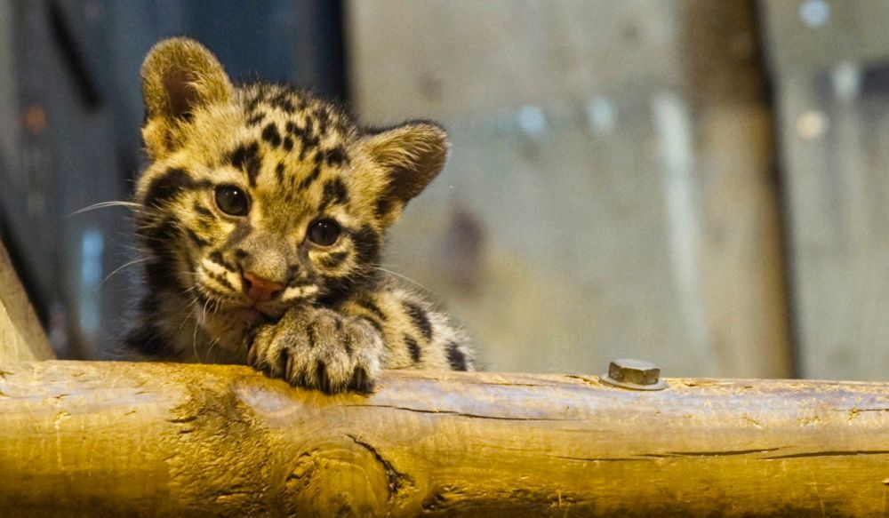 Parti Et Jaya Deux Bebes Pantheres A Paris