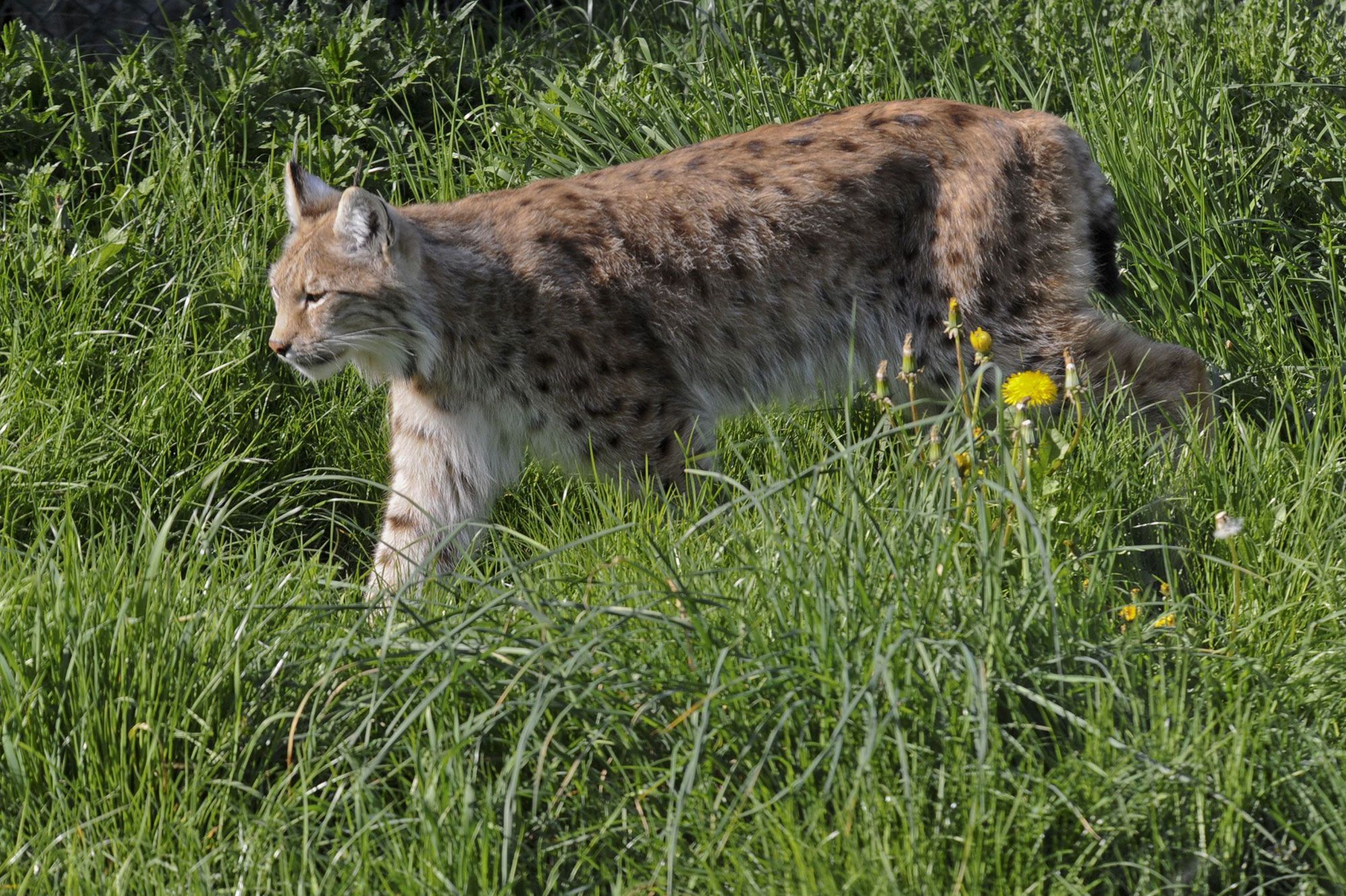 Braconnage Un Lynx Boreal Abattu Dans Le Doubs